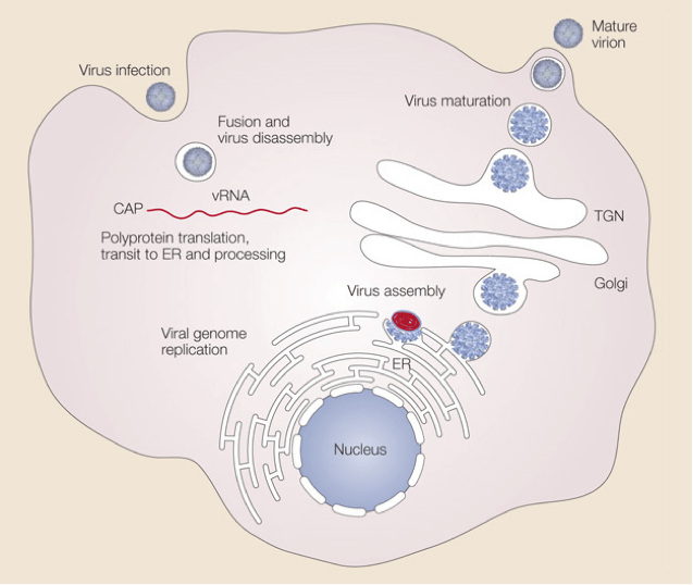 Dengue Virus - Creative Diagnostics